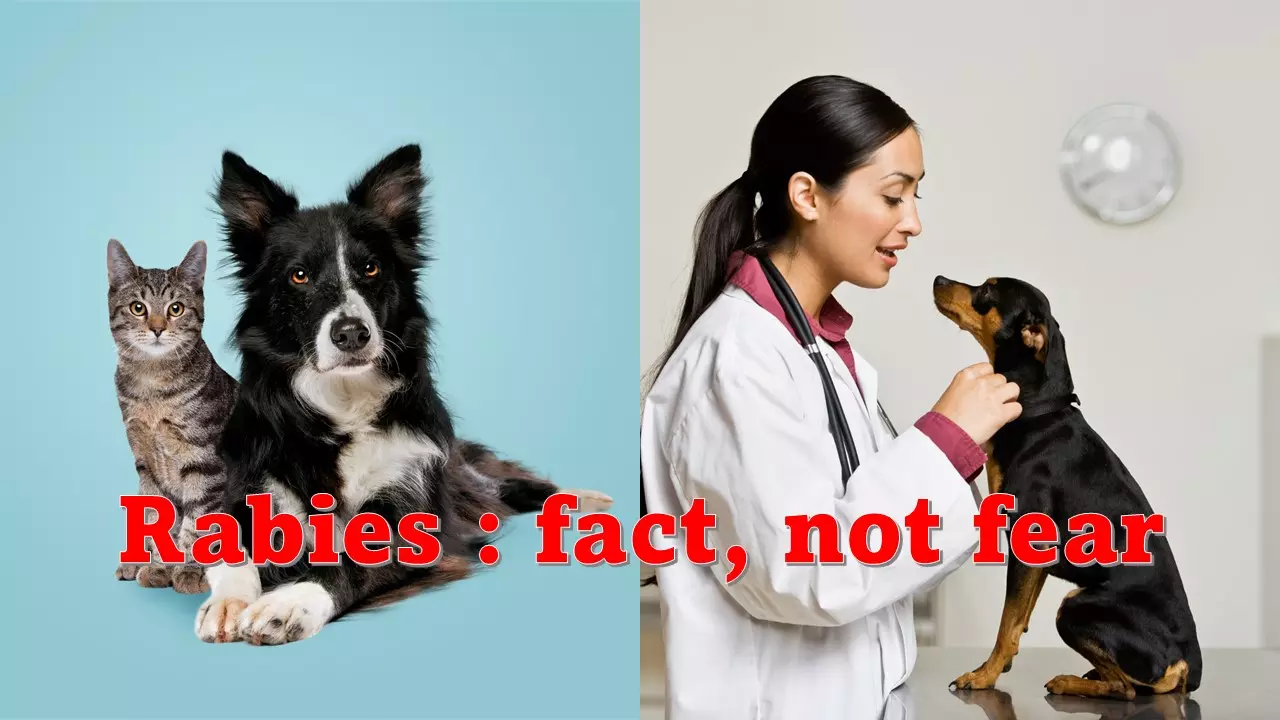 Rabies: Facts, Not Fear